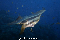 Batfish visits a cleaning station during a dawn dive. by Miles Jackson 